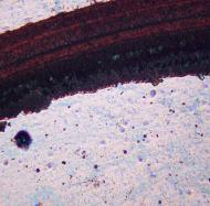 油品磨痕分析樣品3